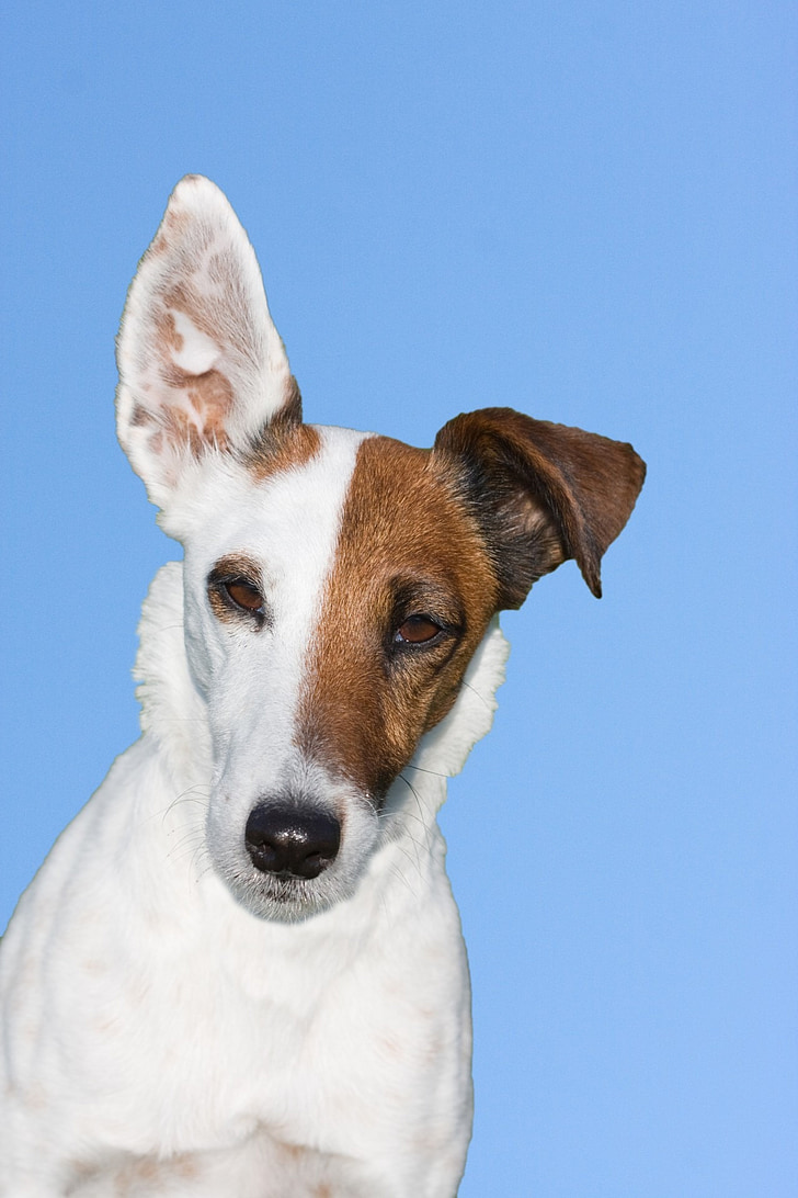 photo of short-coated white and brown dog