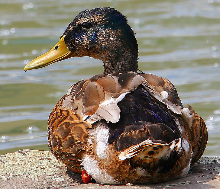 macro photography of brown and black duck