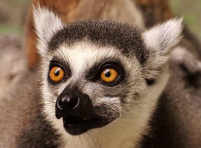 shallow focus of black and gray lemur