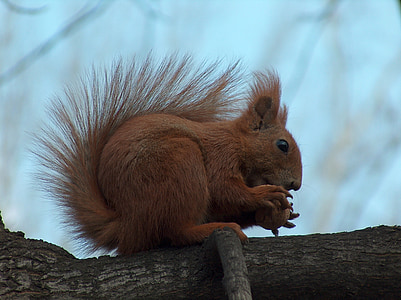 brown squirrel on brown branch