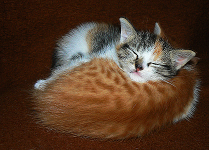 two orange and white kitten hugging each other on brown surface