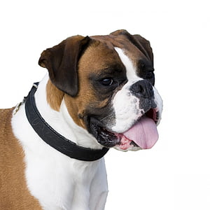 adult tan and white Boxer dog with black collar