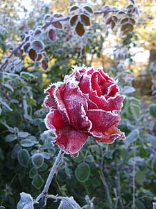red petaled rose