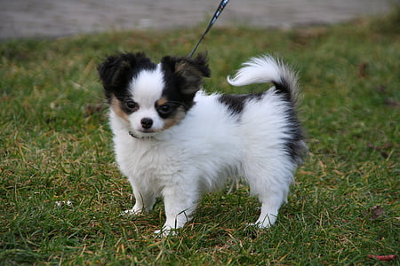 white and black Chihuahua puppy on green grass