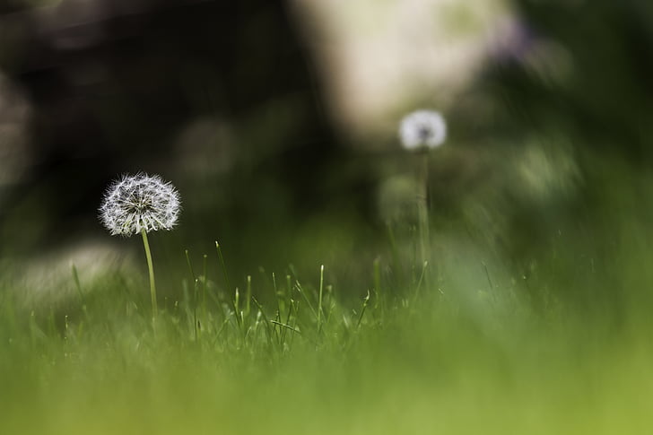 white dandelion seed head in selective focus photography