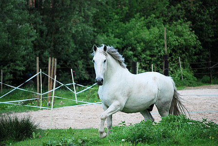 white horse in close-up photography