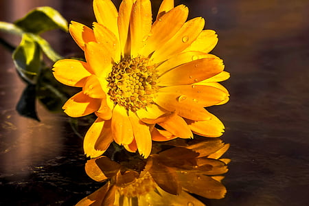 selective focus photography of Calendula flower