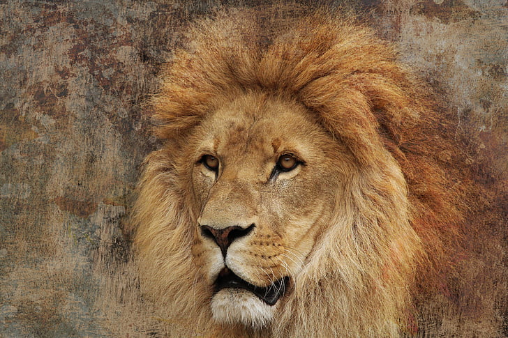 brown lion painting