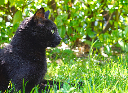 black cat sitting on green grass