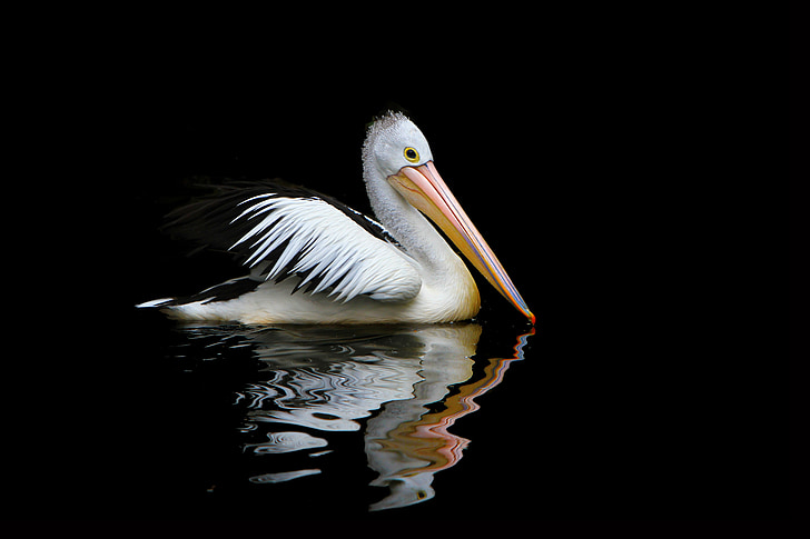 white pelican floating on water