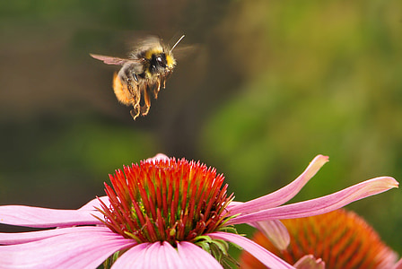 shallow focus photography of honey bee near flower