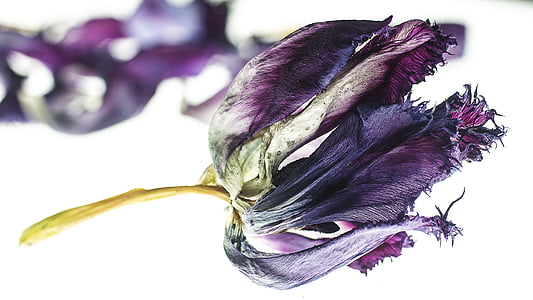 purple tulip flower closeup photography