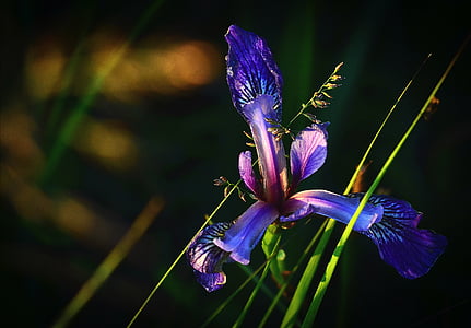 macro shot photography of purple iris flower in bloom