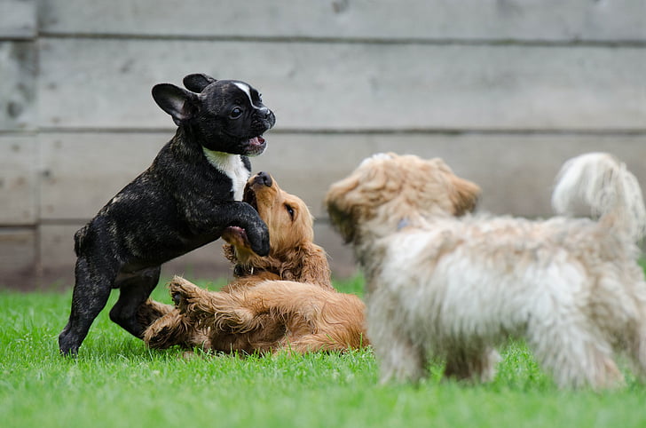 three dogs playing on green grass field