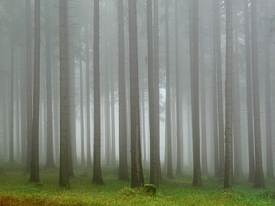 forest with fog during daytime