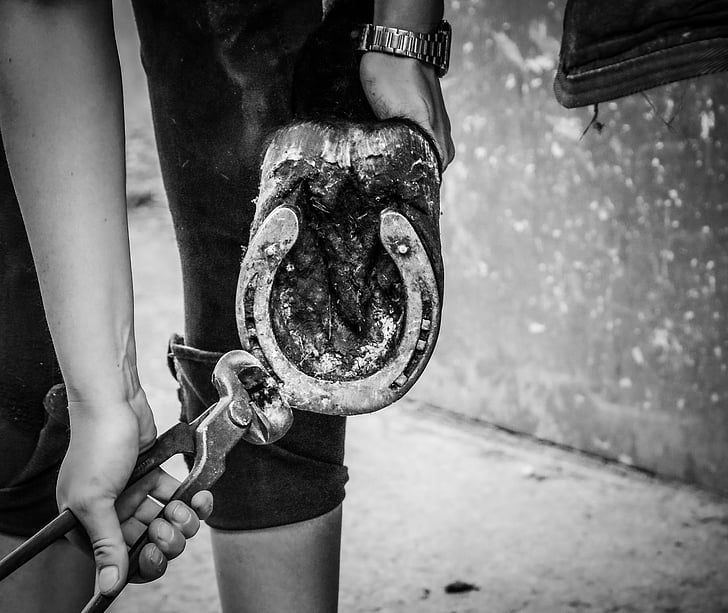 grayscale photo of person detaching horseshoe using pincers