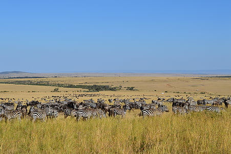 pack of zebra on green field