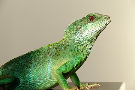 close-up photo of green iguana