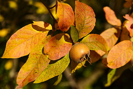 closeup photo of orange fruit