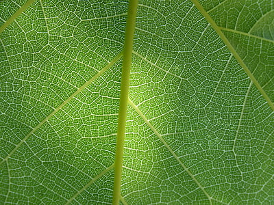macro shot photography of green leaf