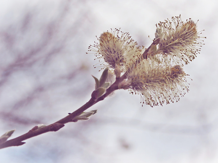 closeup photography of white willow tree flowers
