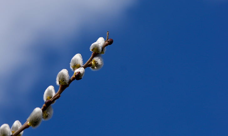 selective focus photography of white cotton tree