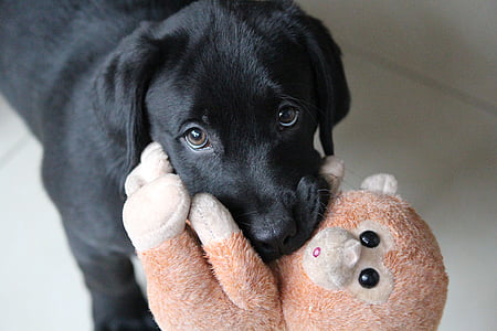 puppy biting monkey plush toy