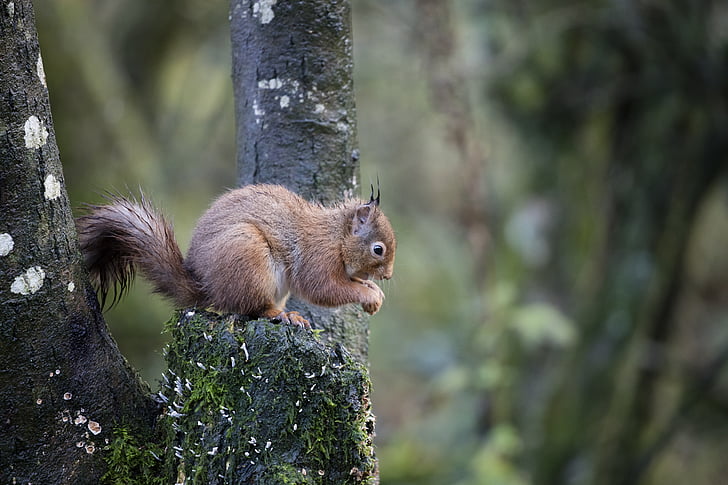 brown squirrel on tree