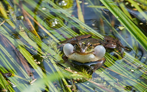 brown frog on swamp