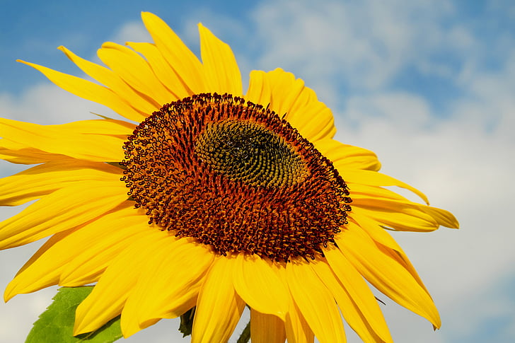 macro shot of sunflower