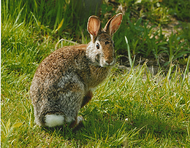 brown rabbit standing on green grass during daytime