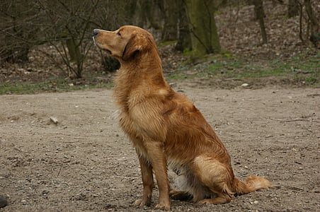 long-coated dog sitting on ground