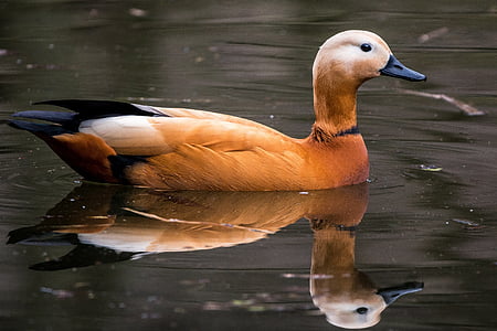 brown duck in body of water