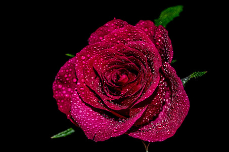 red rose closeup photography
