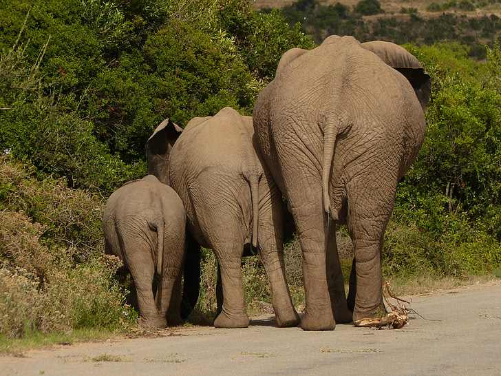 family of three elephants
