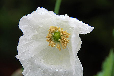 close-up photography of white petaled fower
