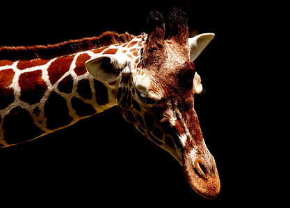 close up photo of giraffe head
