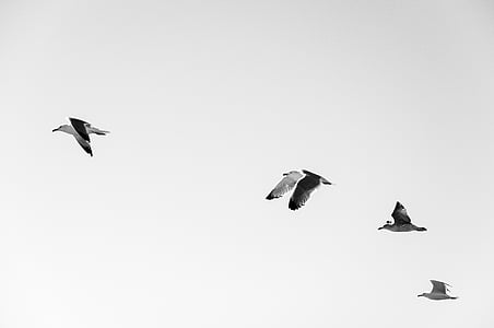 four black-and-white birds in flight