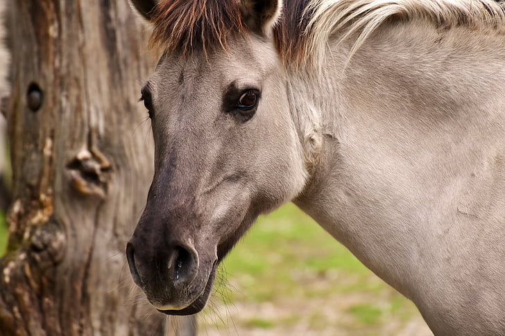 Closeup of Horse S Head with Blinder Stock Image - Image of mare,  workhorse: 39642751