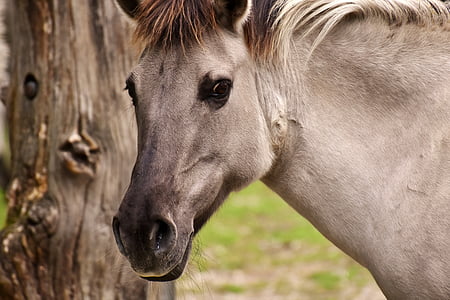 portrait of gray horse