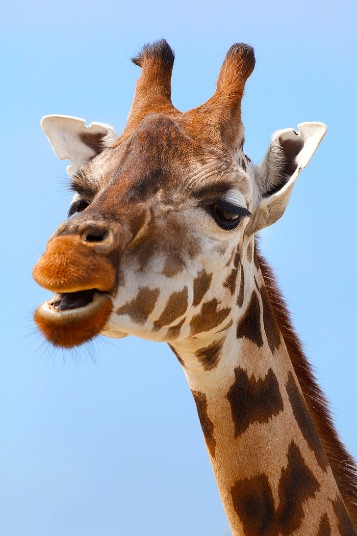 closeup photo of giraffe
