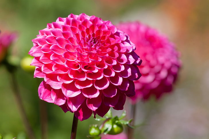 selective focus photography of pink dahlia flowers