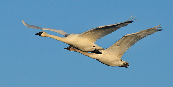 two geese flying on air