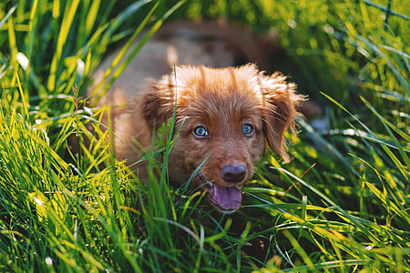 dark golden retriever puppy laying down on green grass lawn