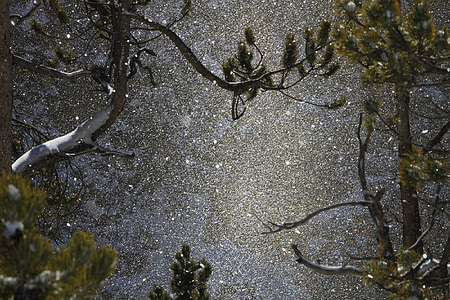 photograph of falling snow on green leaf trees