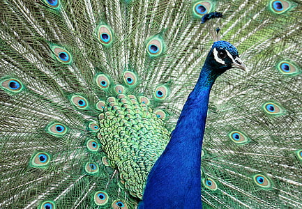 closeup photo of green and blue peacock