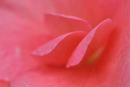 pink flower closeup photography at daytime