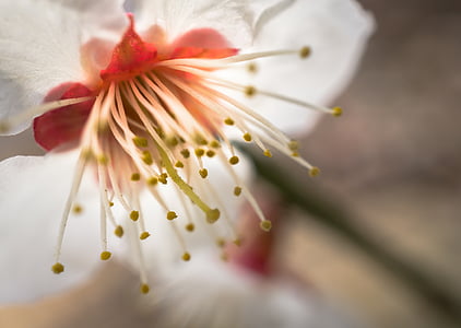 macro photography of white and red petaled flower