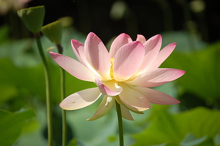 low-angle of lotus flower