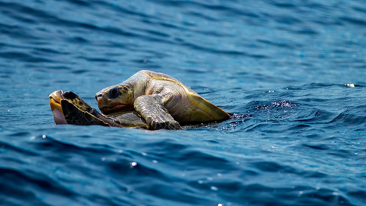two turtles on body of water during daytime